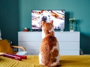 1 month iptv
